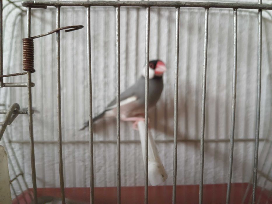 Vendo casal de pardais de java cinza