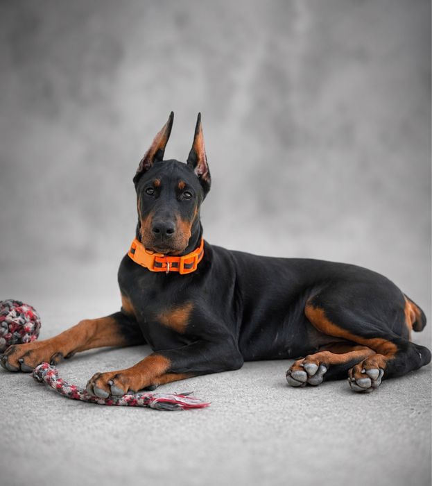 Suczka szczeniaczek doberman