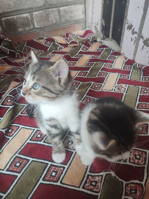 В добрі руки місто Ромни