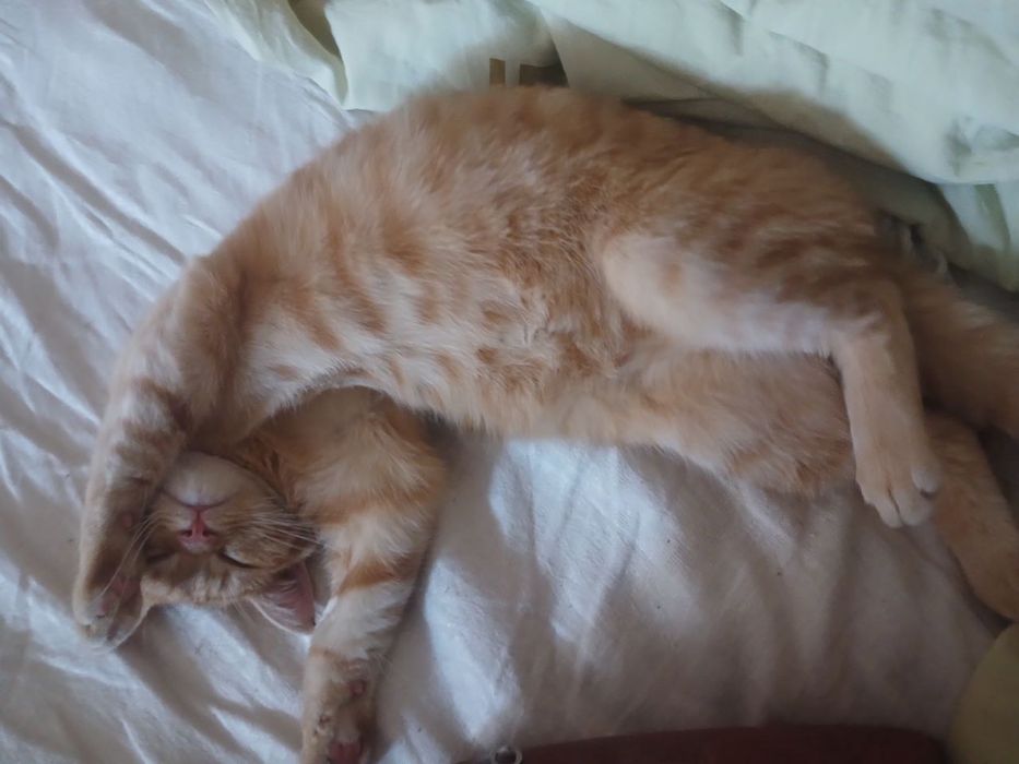 Когка. Кошечка. Кошеня. Рыжая когка. Киця. Кішка.