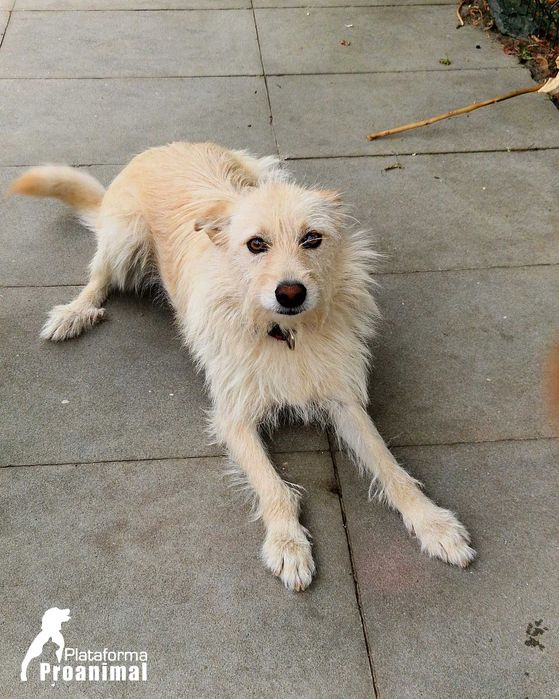 BARONESA - Cadelinha para Adoção