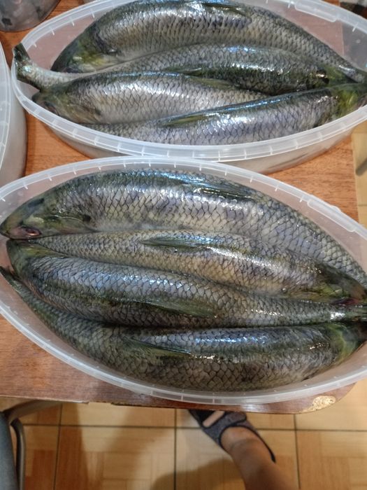 Сельдь дунайская малосольная банка 1 кг