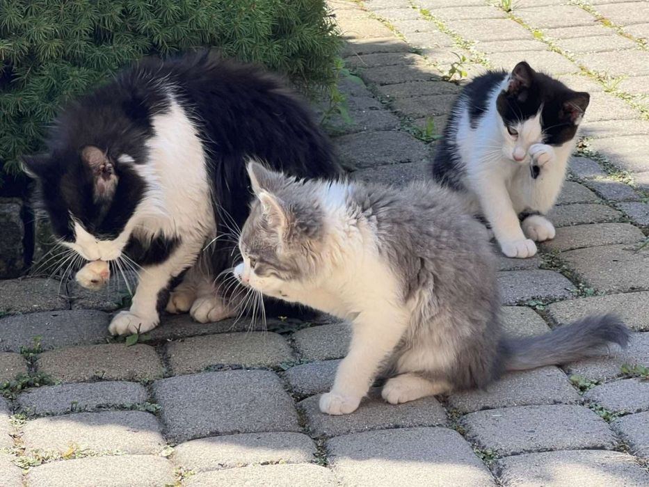 Продам котенят в добрі руки