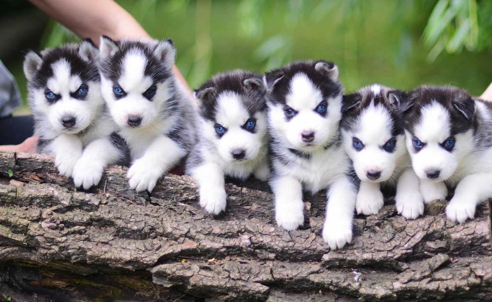 Кобель сибирский хаски. КСУ. Вязка