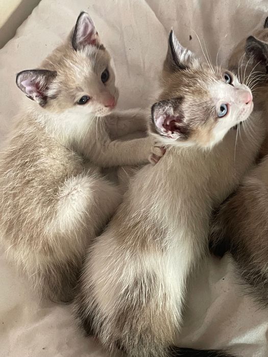 Tenho 2 amores para dar uma gatinha e um gatinho nascidos em 17.4