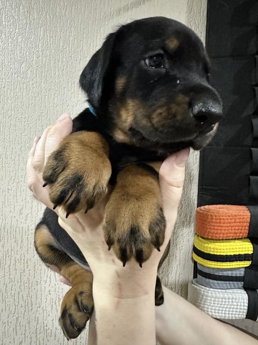 Бронь на шикарних щенков добермана