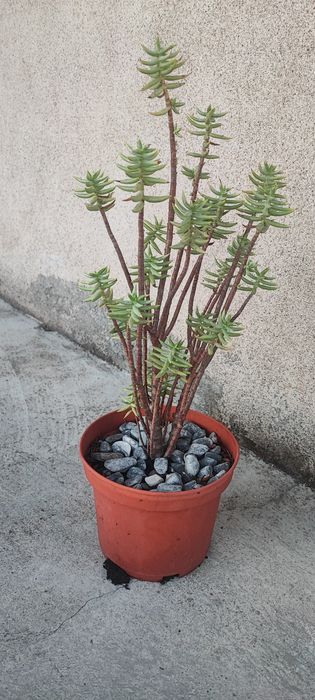 Planta suculenta cato