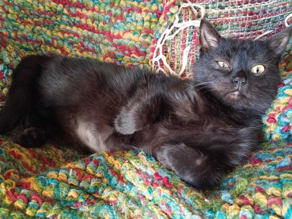 4 miesięczny kociak szuka  domu