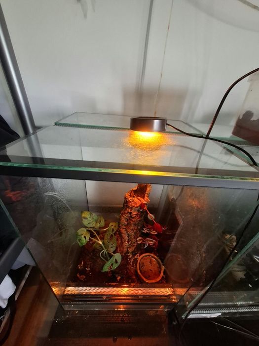 Terarium np. gekon