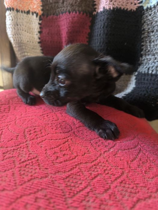 Пудель + той-терьер.  Веселые очаровашки