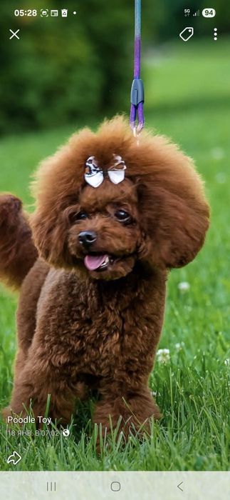 Caniche toy Red Braun