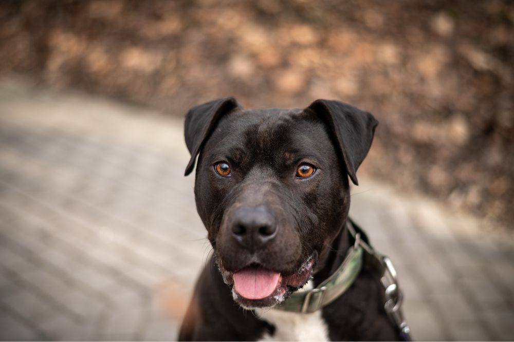 Mieszanka ras amstaff i pitbull. Duży, czarny i uległy pies do adopcji