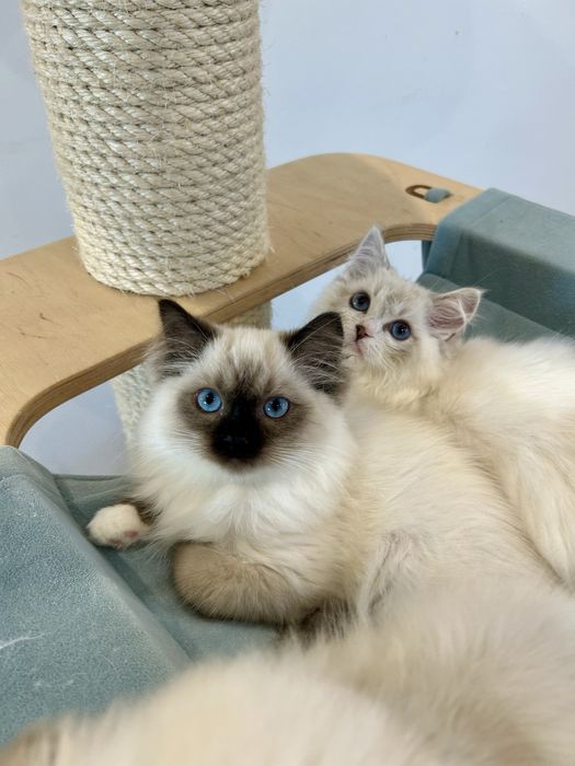 Maluszek z Wiktorkowa*Pl. Śliczne, zdrowe, kastrowane, rodowód FPL.,