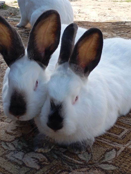 Кролі Каліфорнія