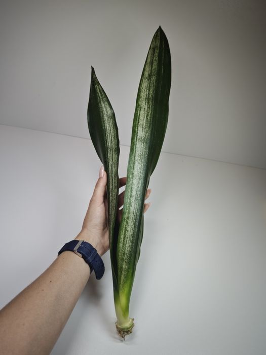 Sansevieria Dark shadow