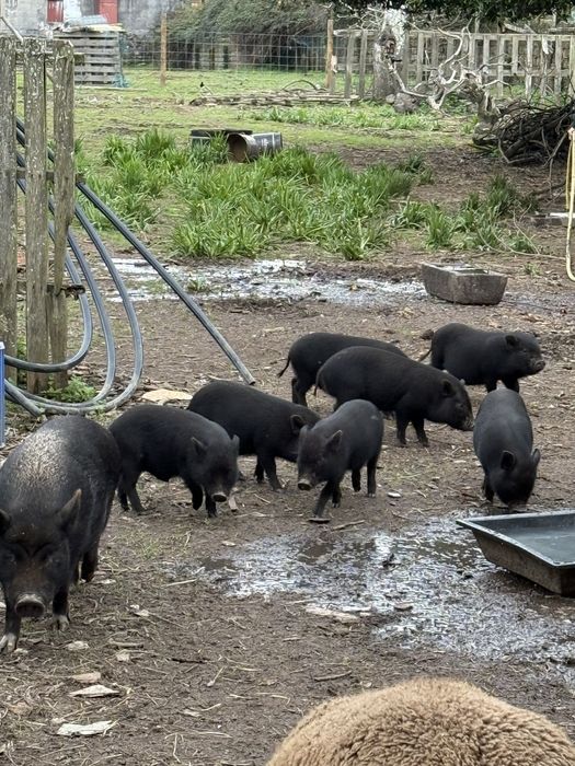 Porcos Vietnamitas criados ao ar livre