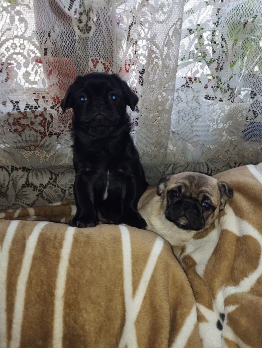 Мопс - Хлопчики - 2,5 міс.  Весняна Акція!