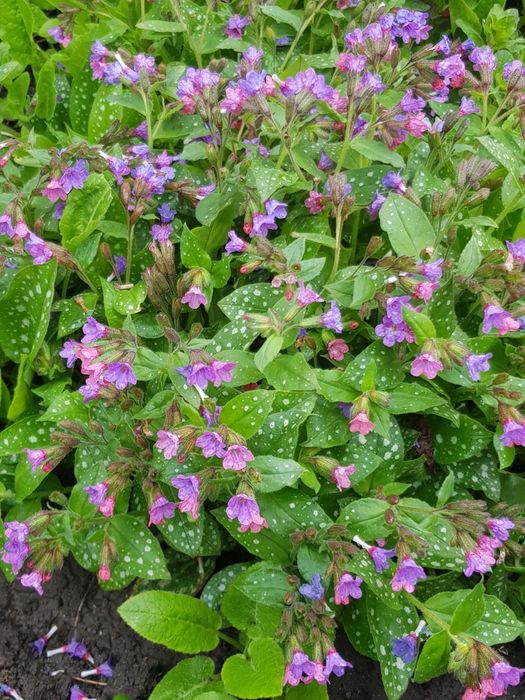 Садові квіти #  кустарники