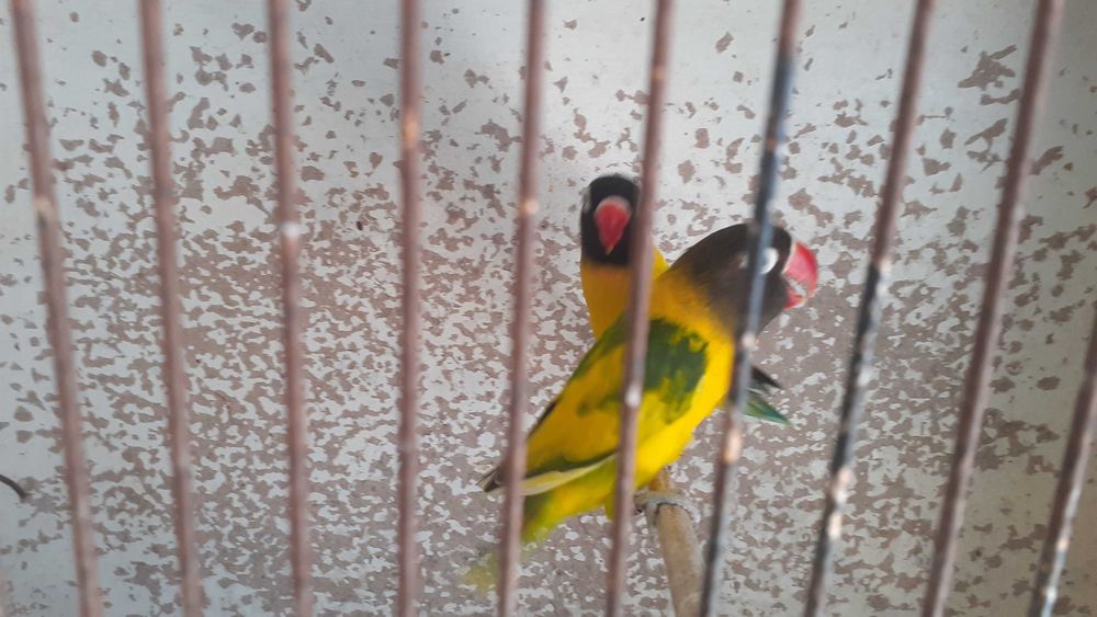 Agapornis personata  casal