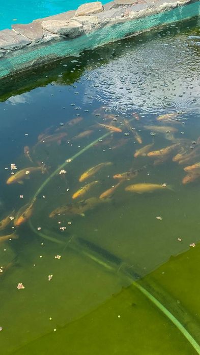 Карп Коі - декоративні