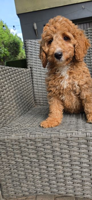 Cockapoo/ dziewczynka