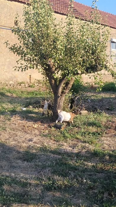 Cabras anãs mais machos do que fêmeas