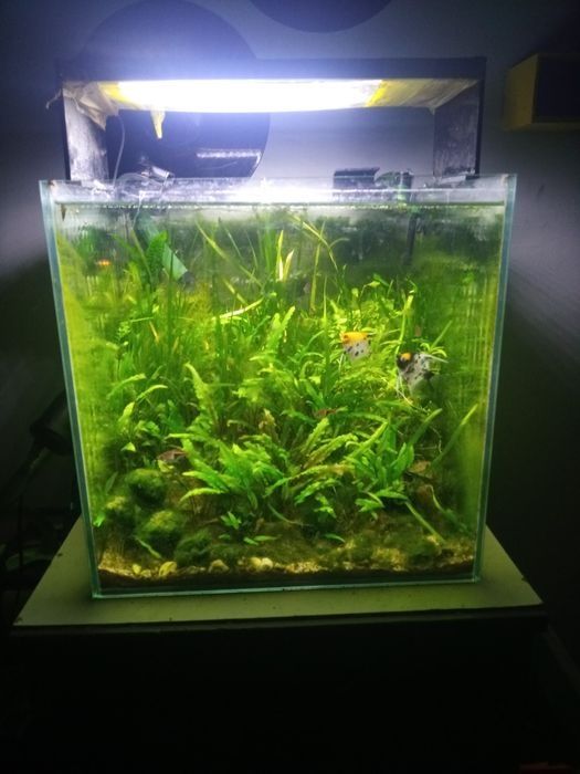 Akwarium Kostka 40x40 64l