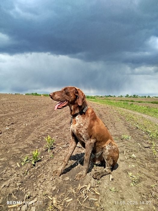 Курцхаар для в'язки