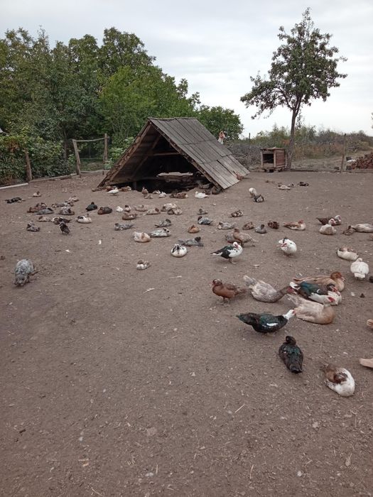 Продам уток разных возрастов