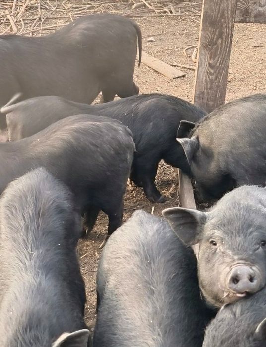 Вьетнамские свиньи поросята