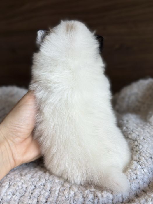 POMERANIAN szpic miniaturowy  miś SUNIA  :)