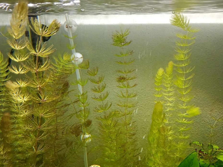Planta de aquário Foxtail/Ceratophyllum demersum