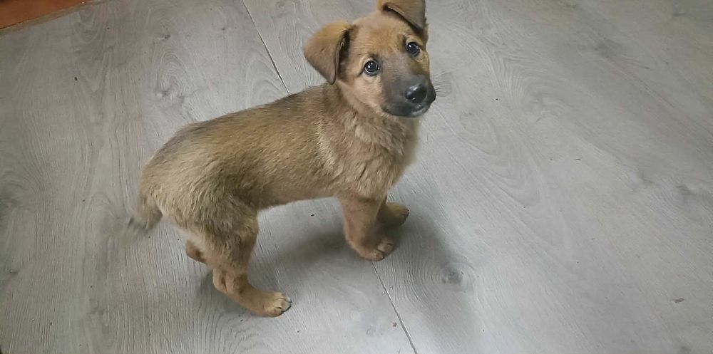 Oddam za darmo w dobre ręce