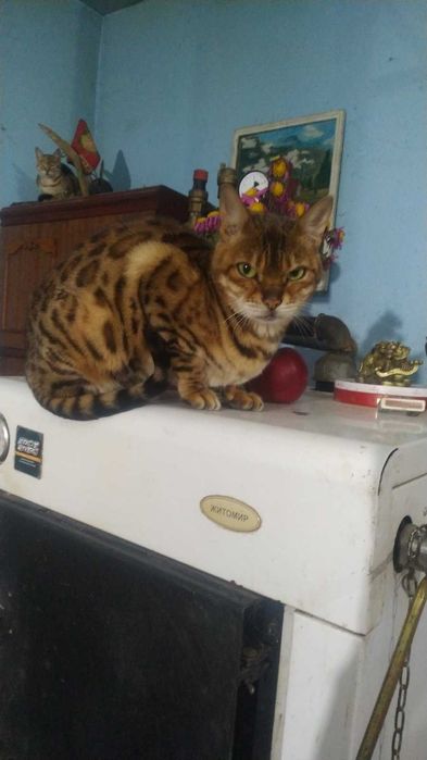 Бенгальская кошечка продается