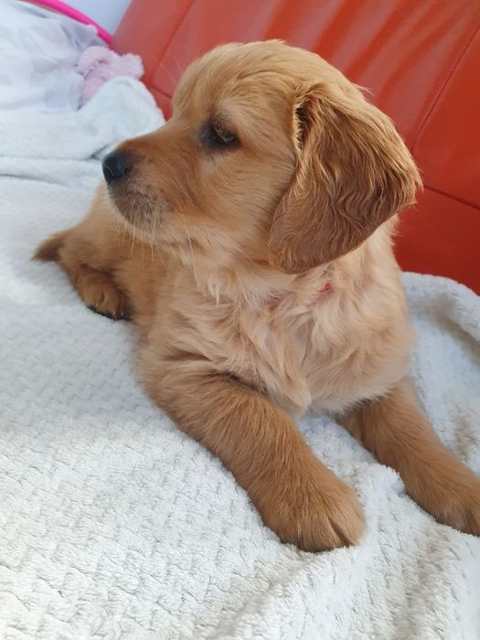 Golden Retriever linia amerykańska / piesek / szczeniak /rodowód ZKPL
