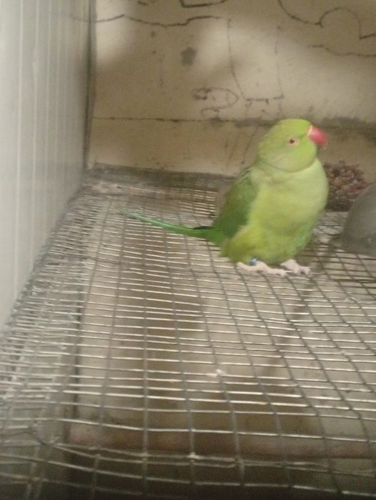 Aves domesticadas e outras...