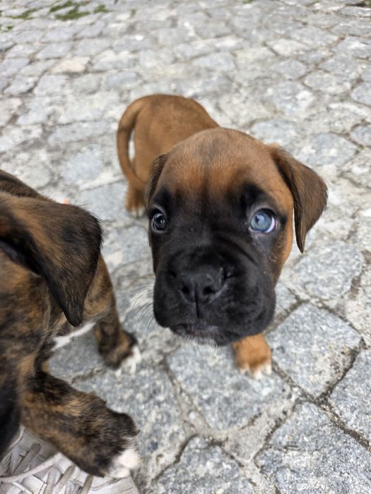 Boxer bebés vários