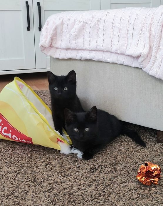 Kocie siostry szukają fajnego domku