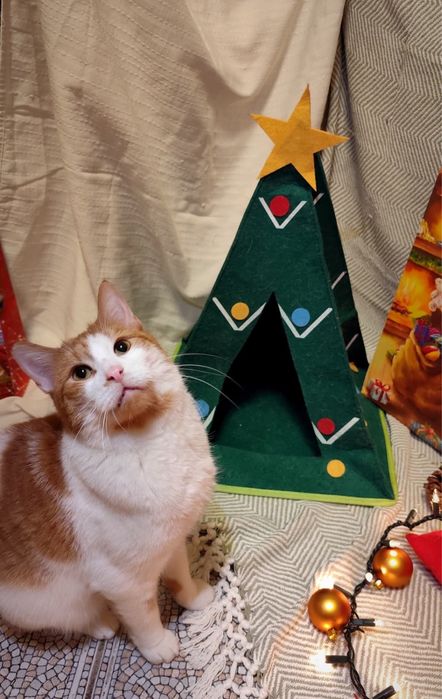 Kochany, przyjazny kot do adopcji - Stefanek szuka domu