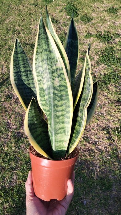 Espadas de Santa Bárbara (vaso10)