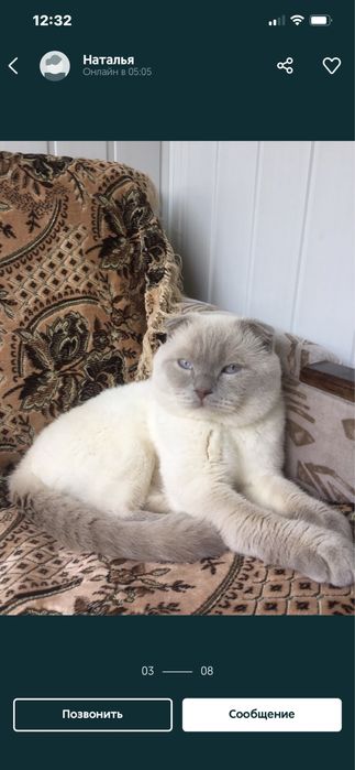 Вязка скоттиш - фолд !
