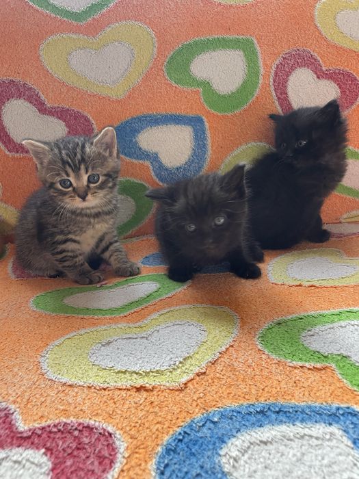 Котята від Шотландської мами
