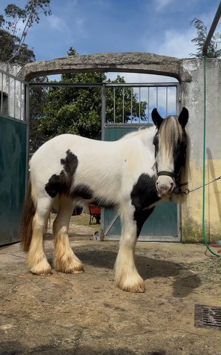 Égua gypsy vanner para venda