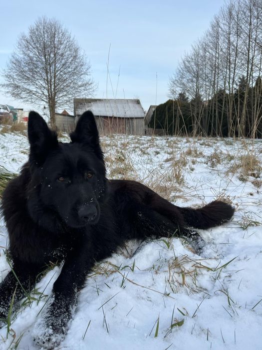 Zaginął owczarek niemiecki