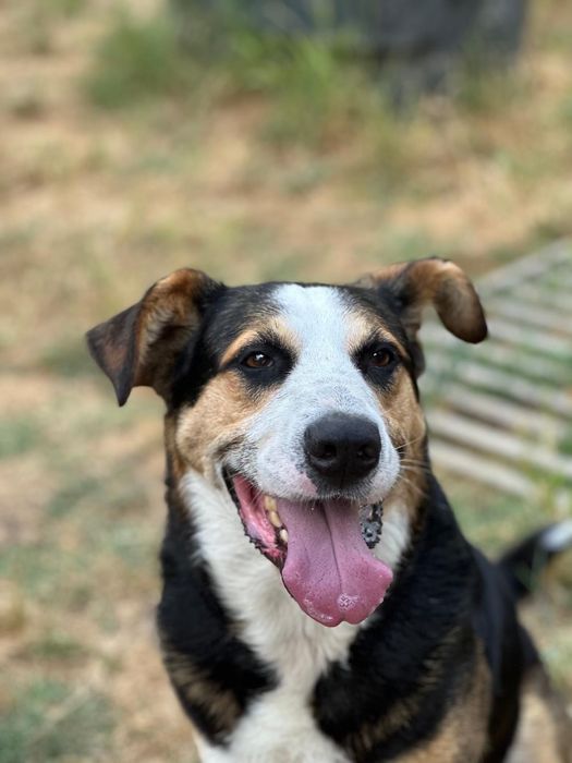 Adote o Tobias Champ