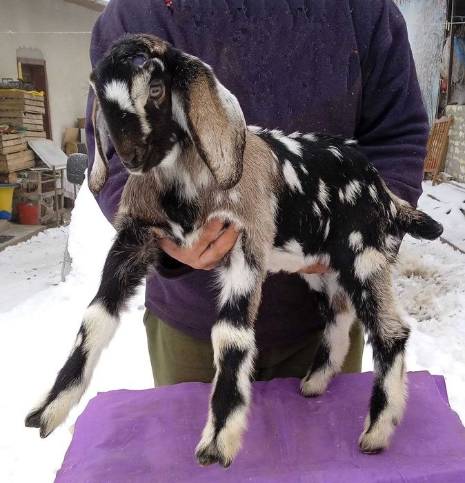 Продається каморі - нубійський цапчик