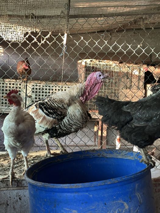 Perus caseiros machos