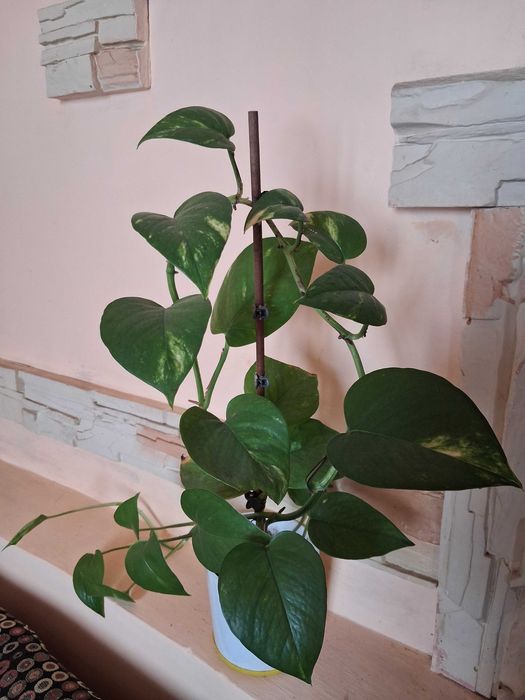 Сциндапсус, епіпренум