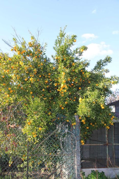 Casa para Reconstrução com terreno