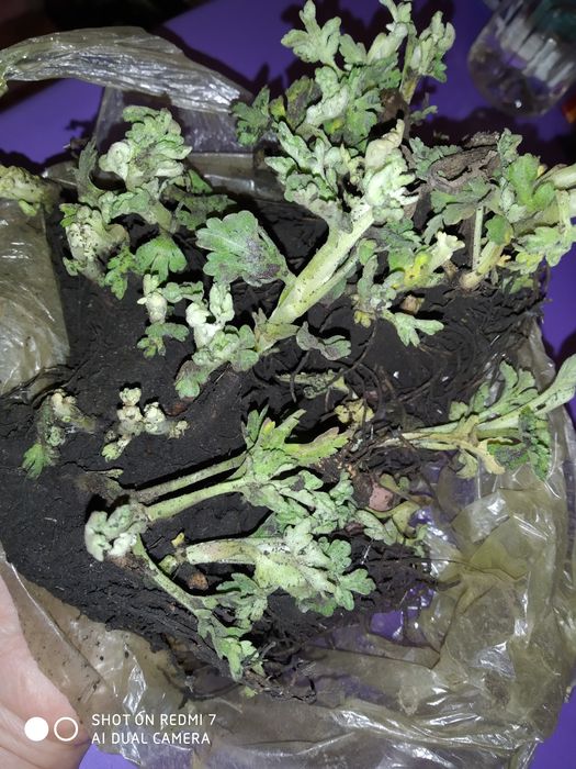 Хризантема, великий кущ